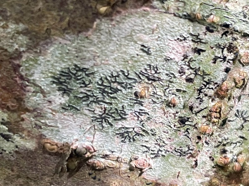 Tree Phaeographis photo 8