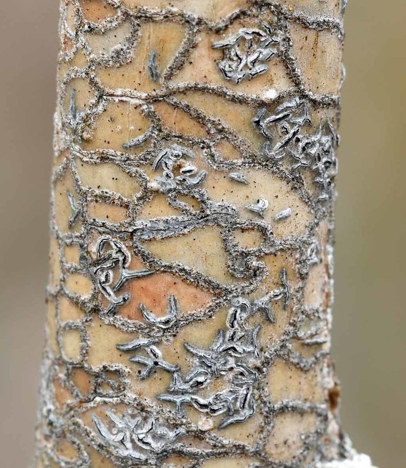 Phaeographis