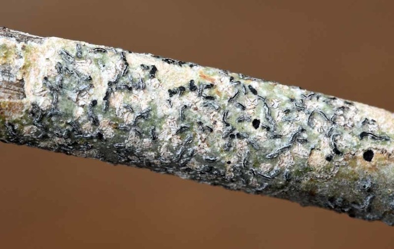 Phaeographis photo 2