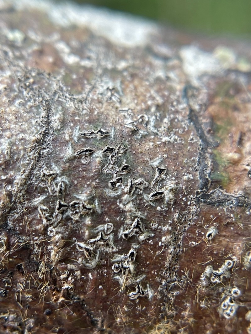 Phaeographis photo 3