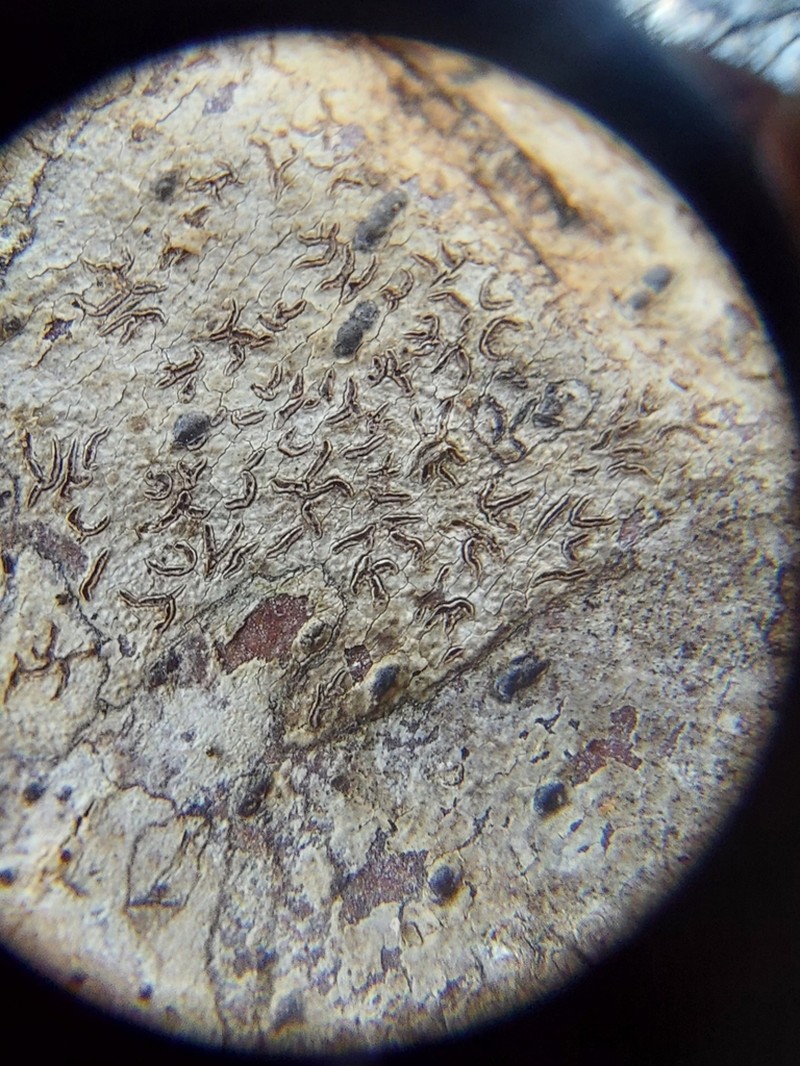 Phaeographis photo 4