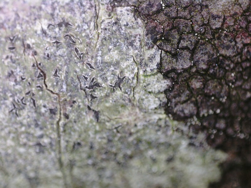 Phaeographis photo 6