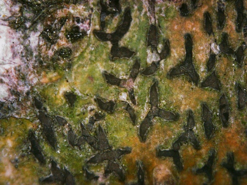 Phaeographis photo 8