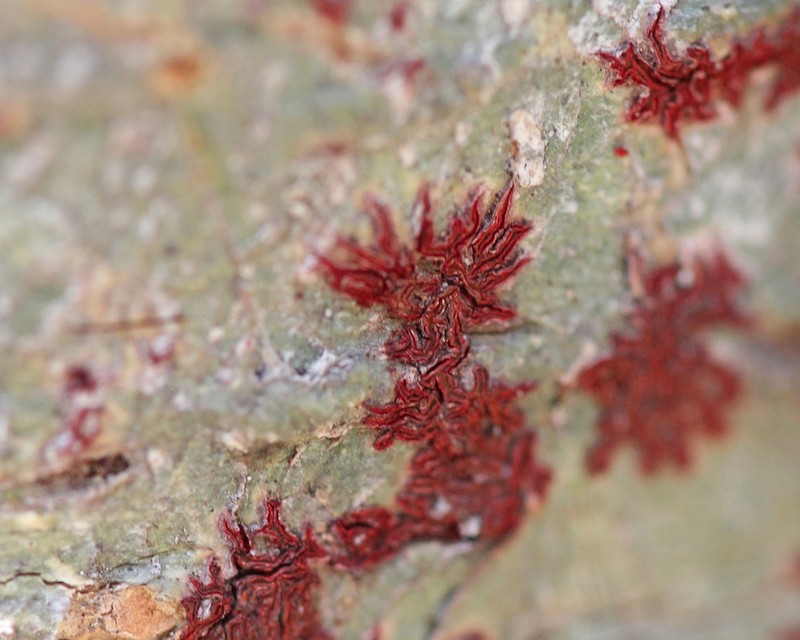 Phaeographis photo 2