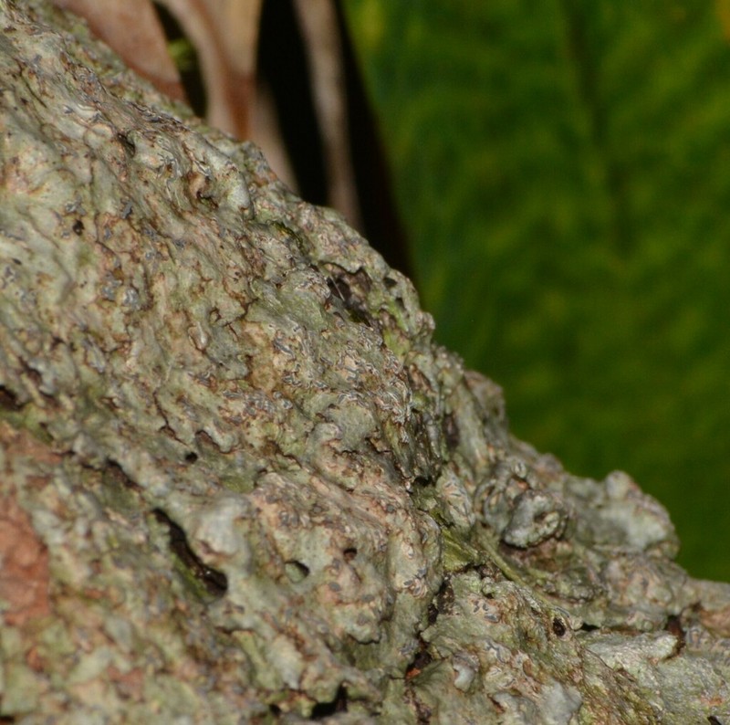 Phaeographis photo 4