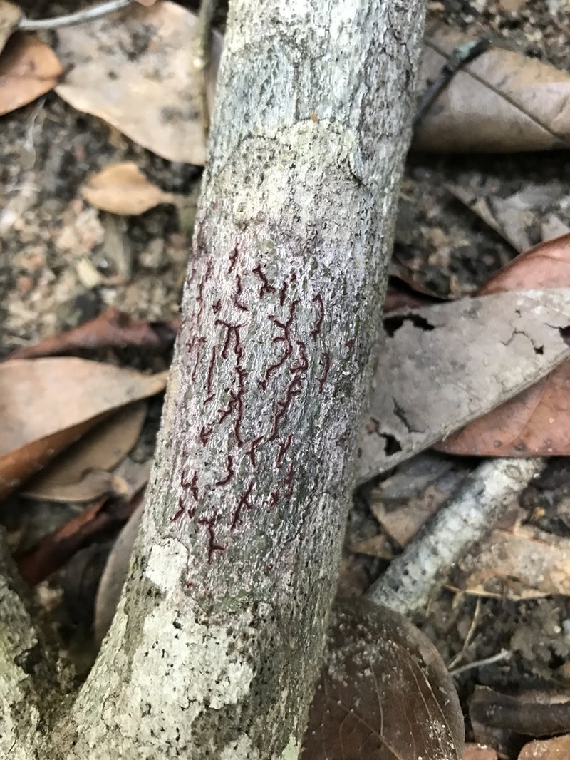 Phaeographis photo 5