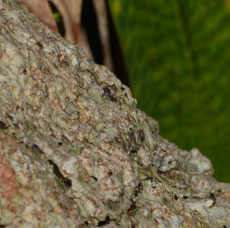 Phaeographis photo 6