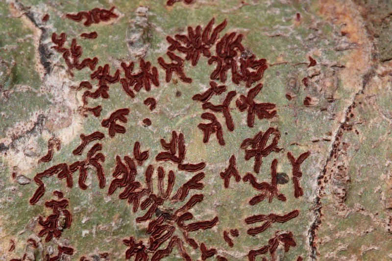 Phaeographis photo 8