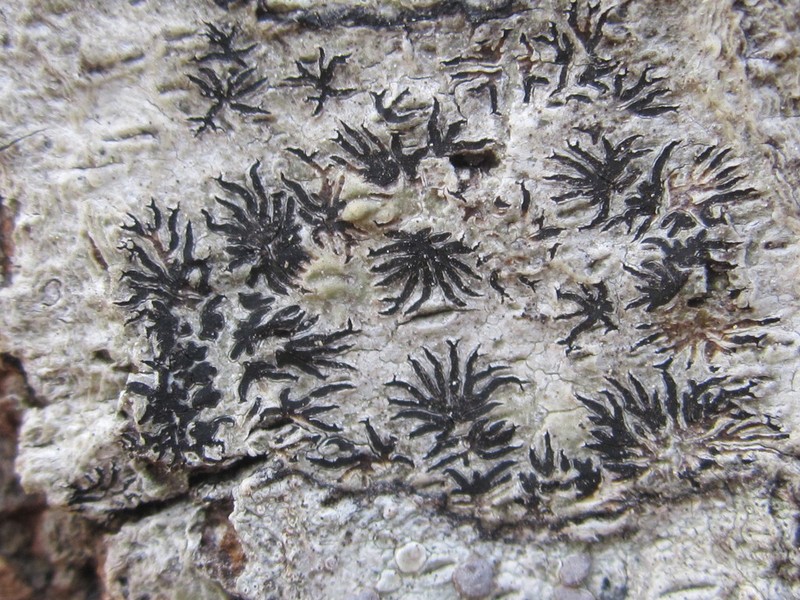 Phaeographis