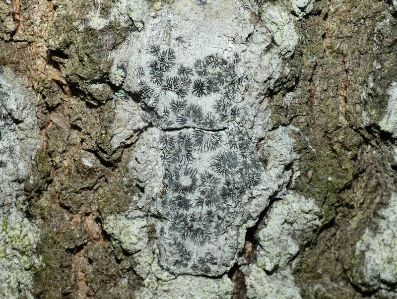 Phaeographis photo 2