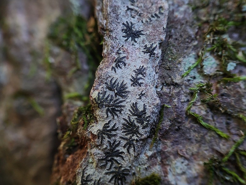 Phaeographis photo 3