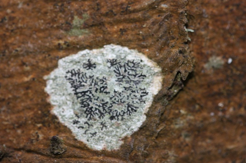 Phaeographis photo 4