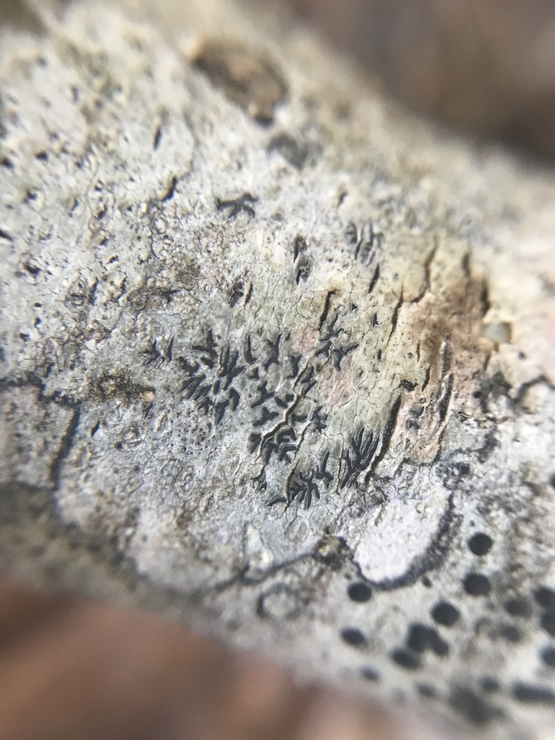 Phaeographis photo 7