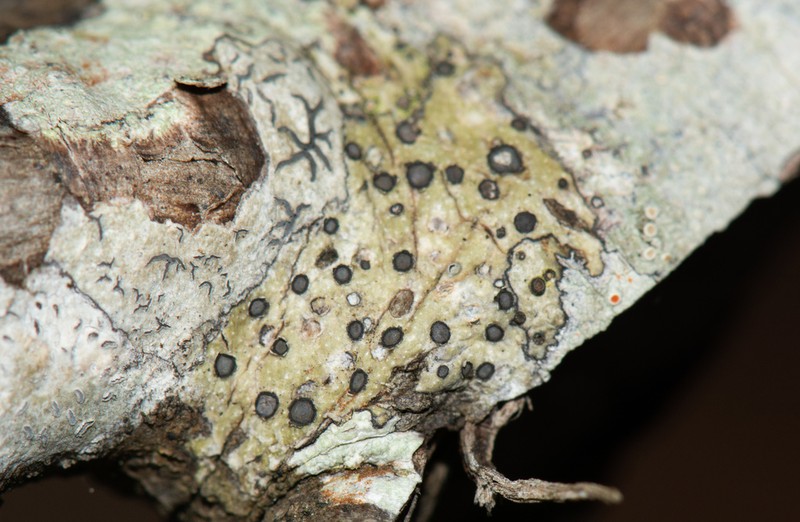Lobed Phaeographis