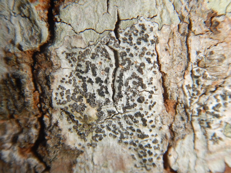 Lobed Phaeographis photo 2