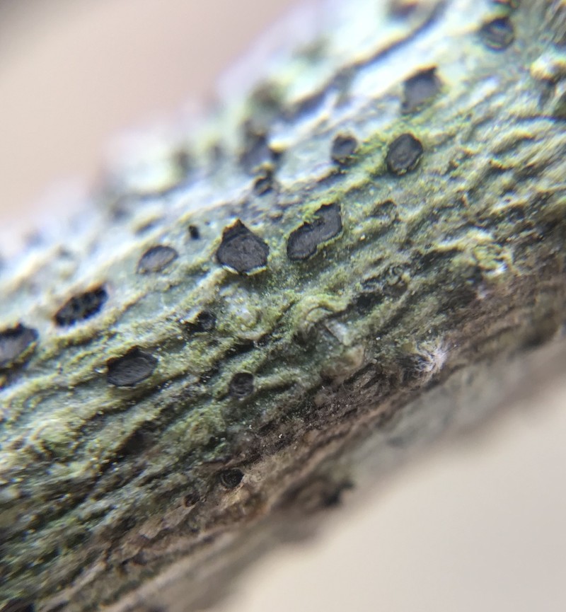 Lobed Phaeographis photo 3