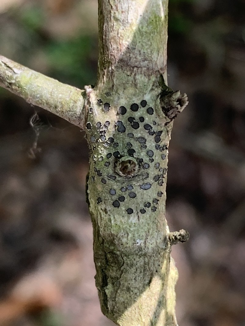 Lobed Phaeographis photo 4