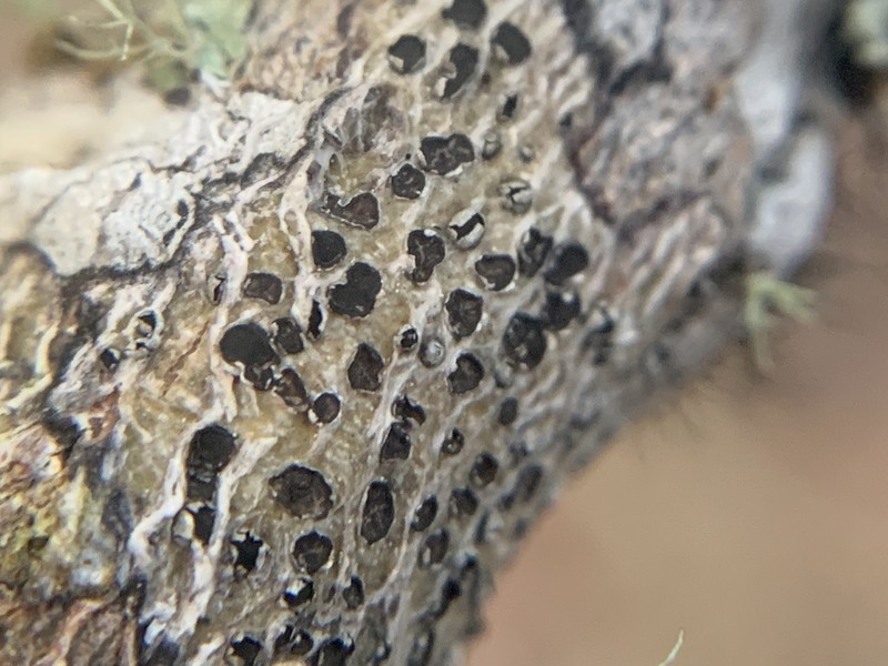 Lobed Phaeographis photo 5