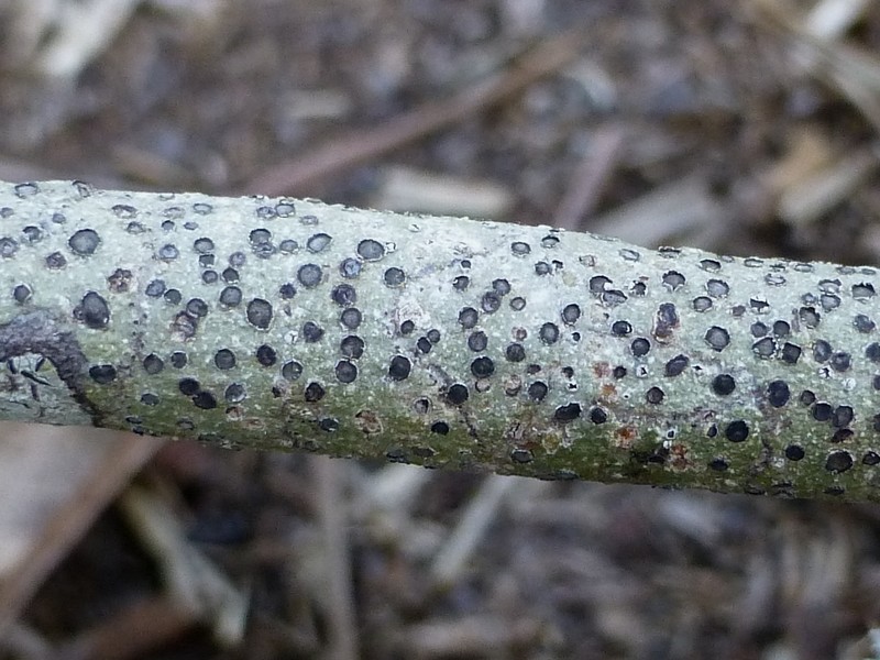 Lobed Phaeographis photo 6
