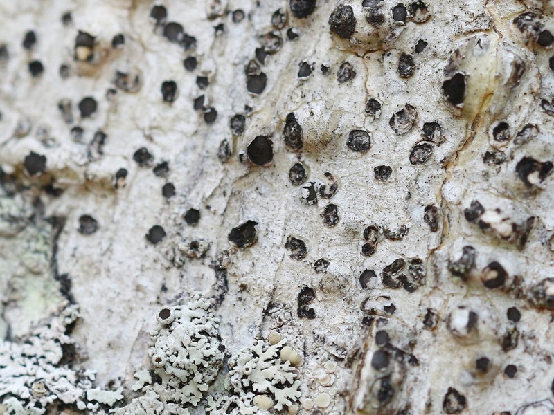 Lobed Phaeographis photo 7