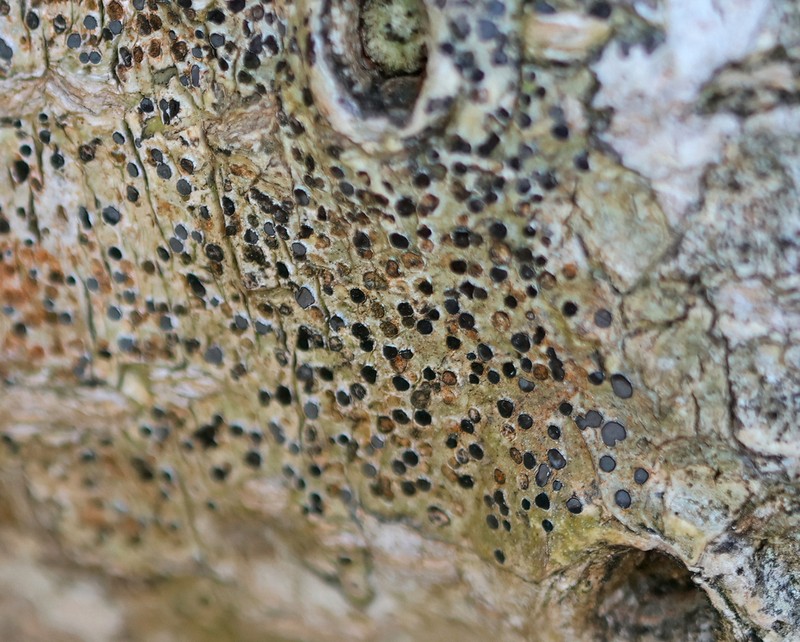 Lobed Phaeographis photo 8