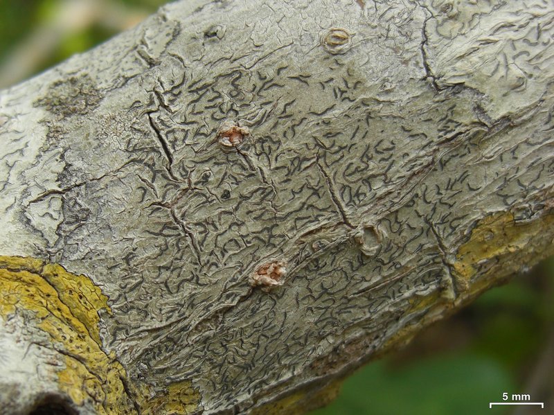 Phaeographis multicolor