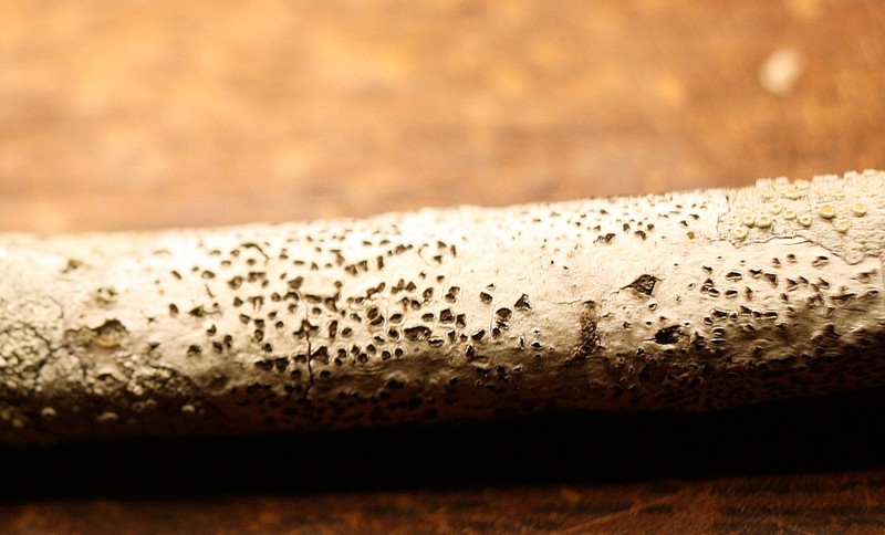 Phaeographis