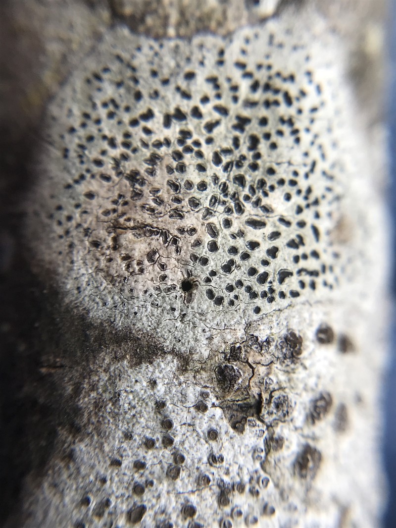 Phaeographis photo 3