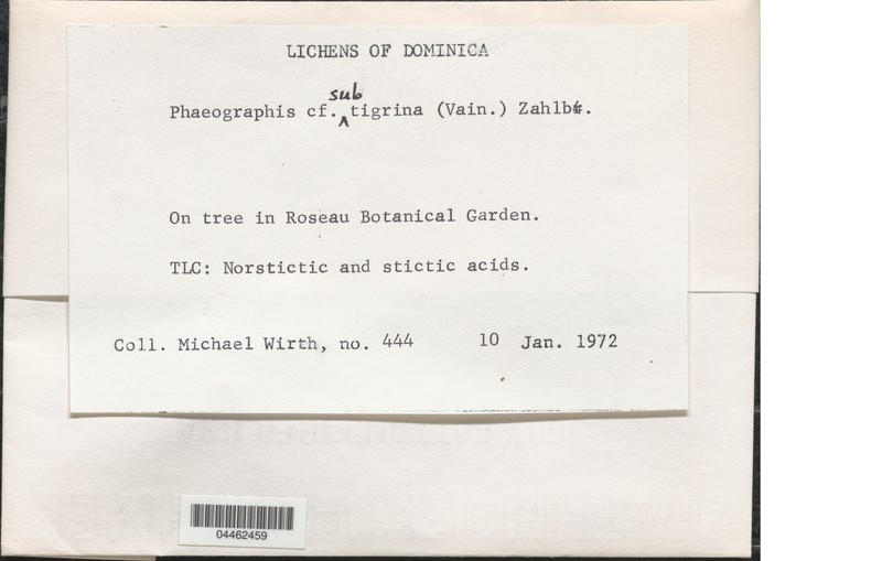 Phaeographis subtigrina photo 3