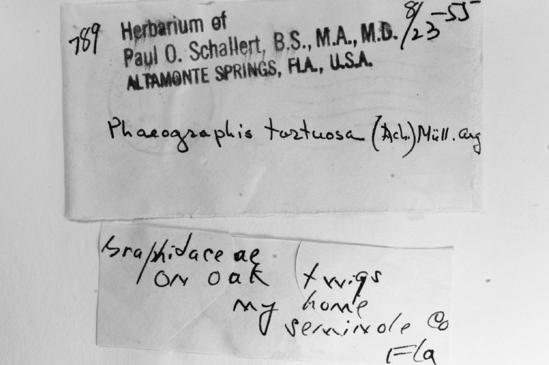 Phaeographis photo 3