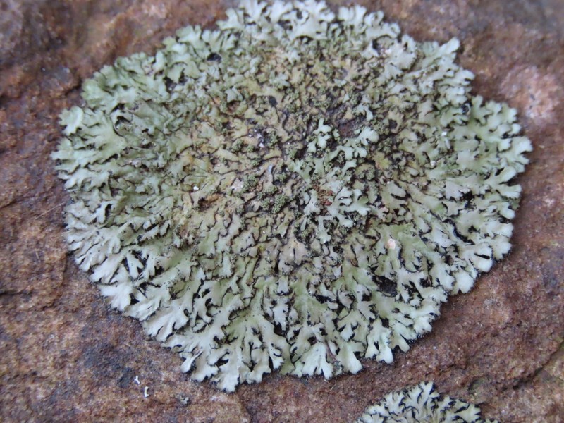 Wreath Lichen