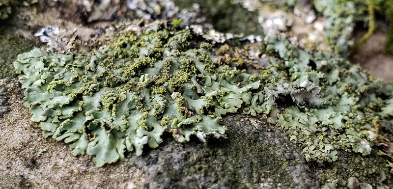 Wreath Lichen photo 2