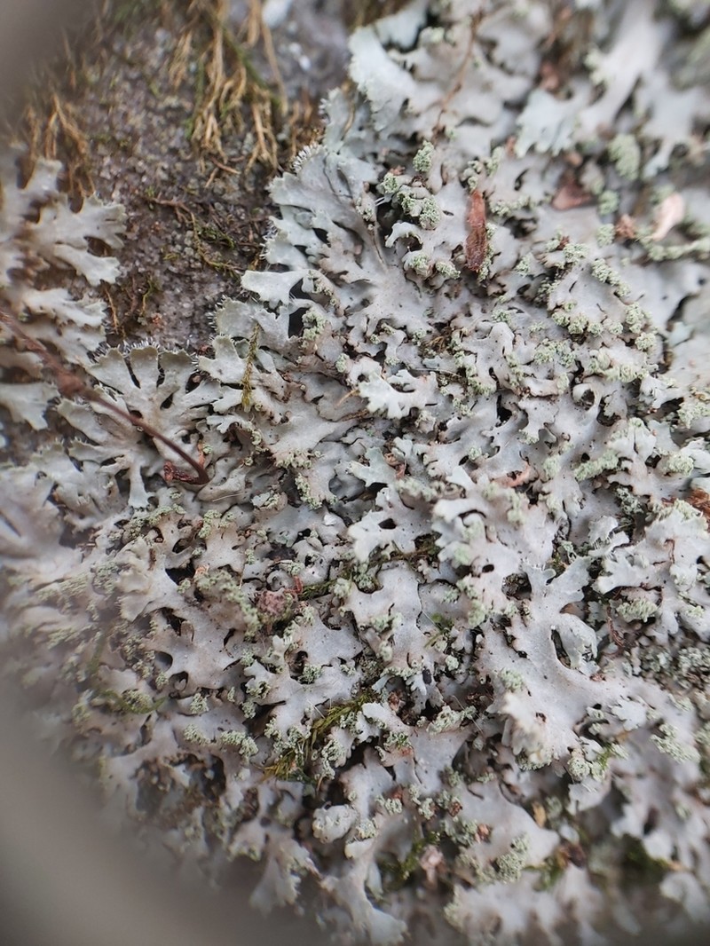 Wreath Lichen photo 3