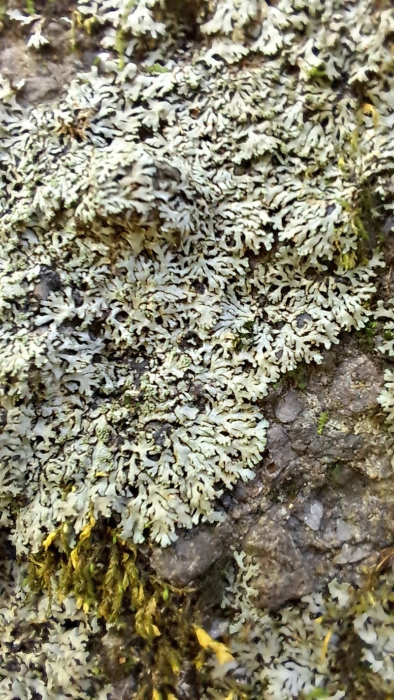 Wreath Lichen photo 4