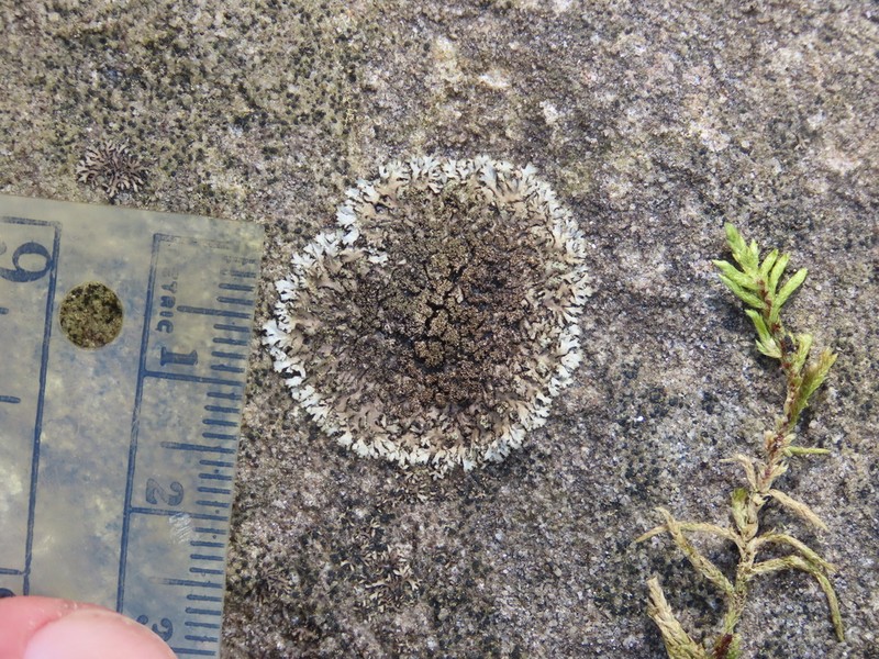 Wreath Lichen photo 5