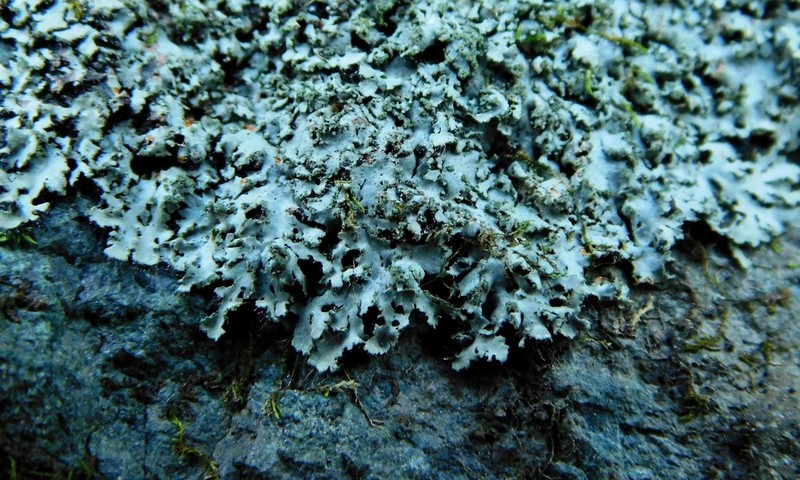 Wreath Lichen photo 6