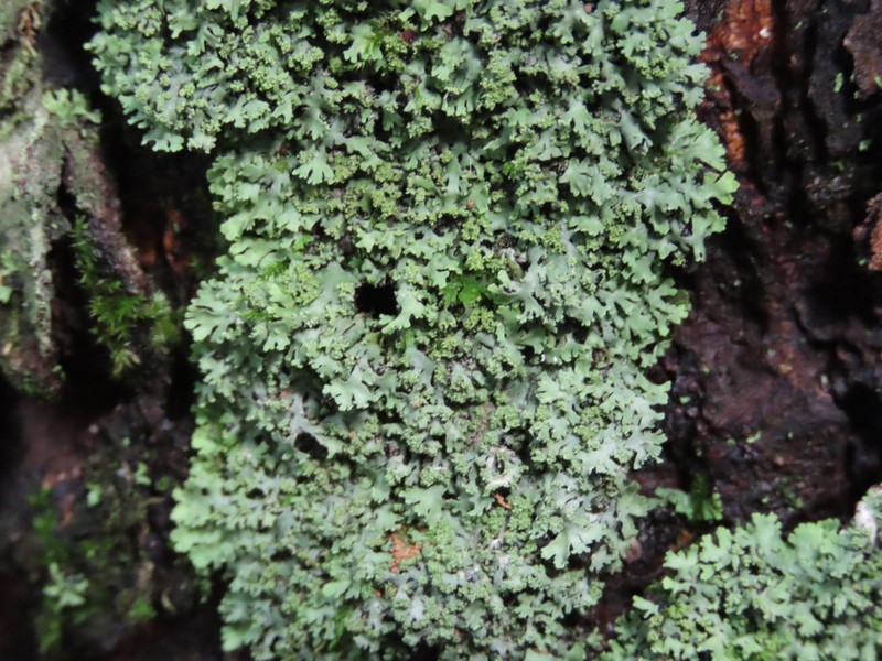 Wreath Lichen photo 7