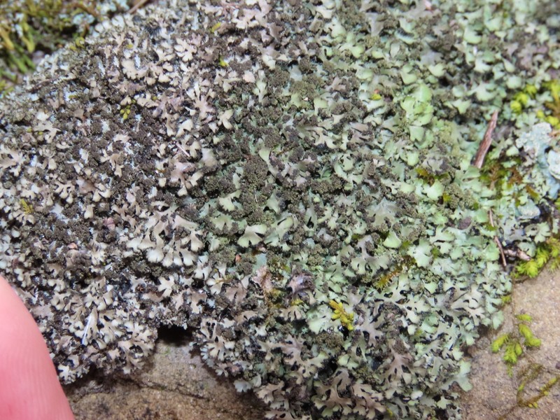 Wreath Lichen photo 8