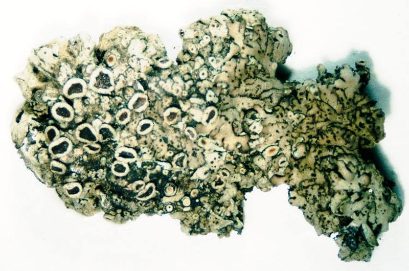 Ciliate Wreath Lichen