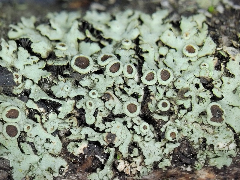 Ciliate Wreath Lichen