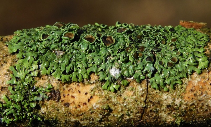 Ciliate Wreath Lichen photo 2