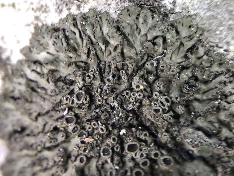 Ciliate Wreath Lichen photo 3