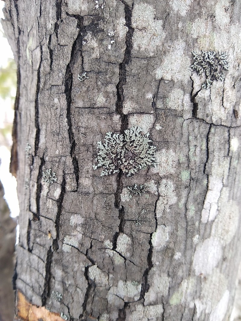 Ciliate Wreath Lichen photo 4