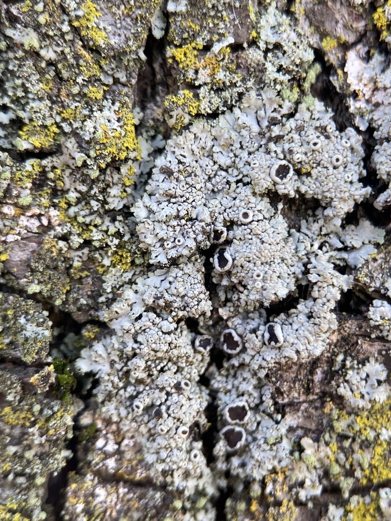 Ciliate Wreath Lichen photo 5