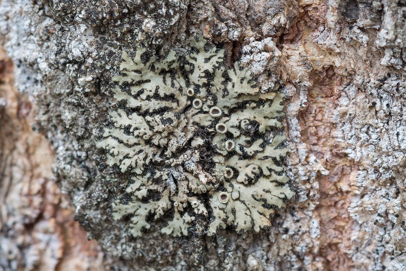 Ciliate Wreath Lichen photo 6