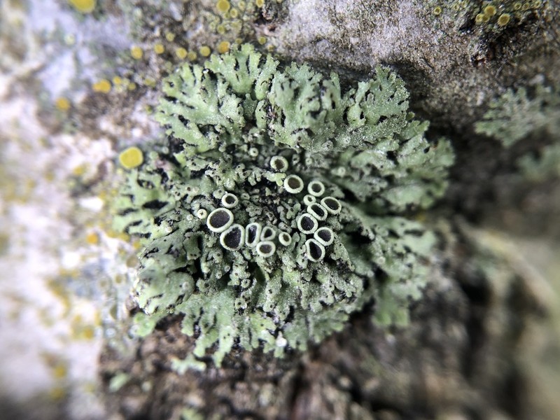 Ciliate Wreath Lichen photo 7