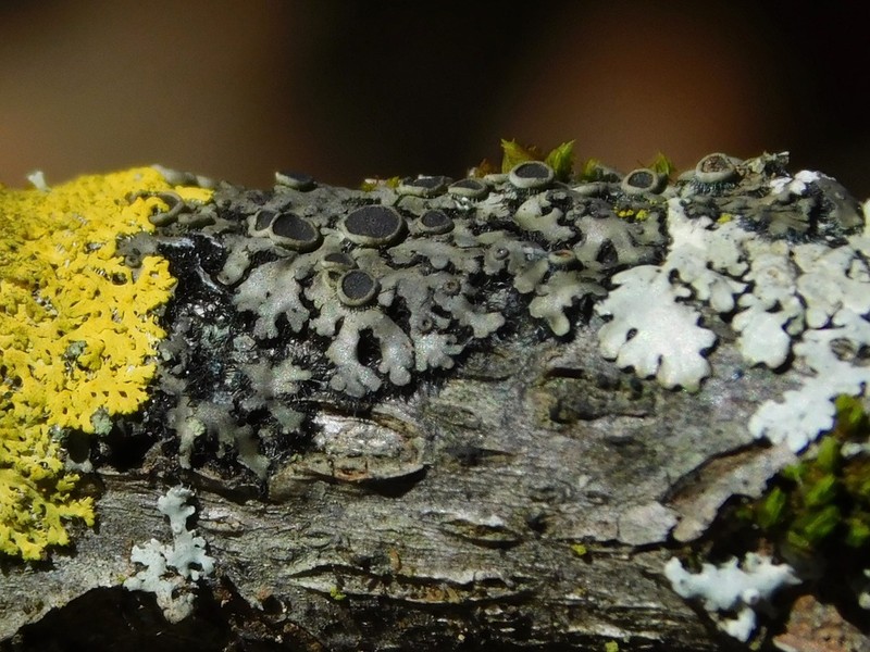 Ciliate Wreath Lichen photo 8