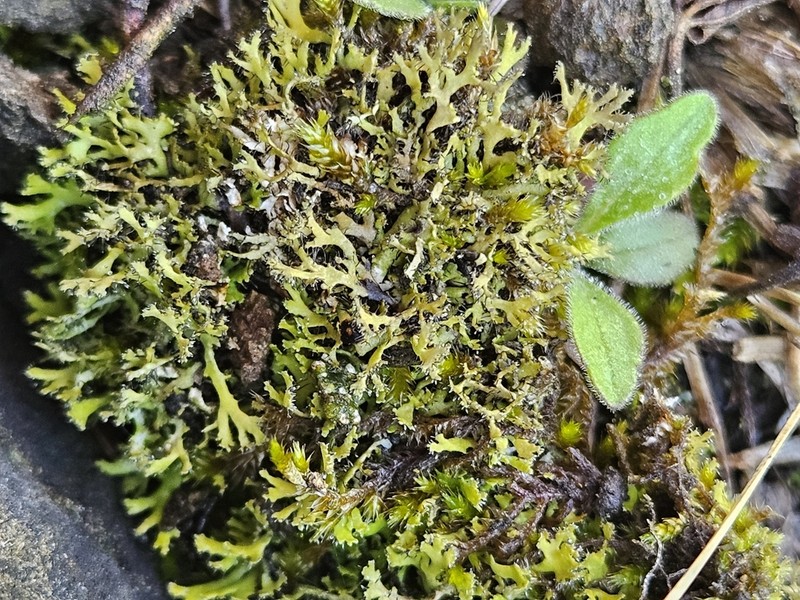 Wreath Lichen