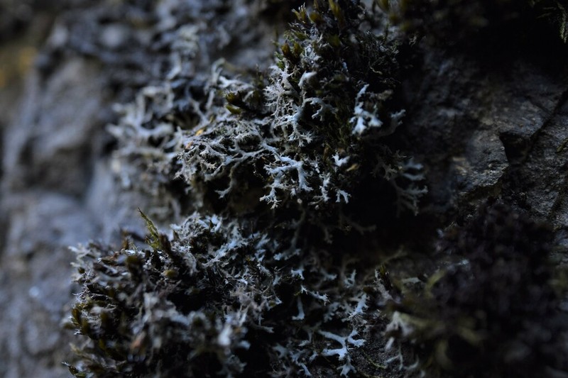 Wreath Lichen photo 2