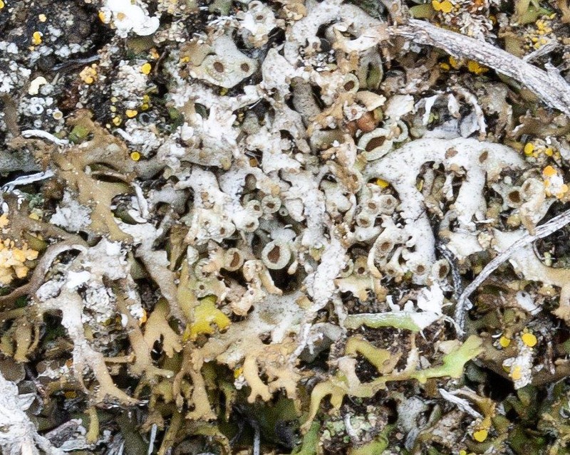 Wreath Lichen photo 3